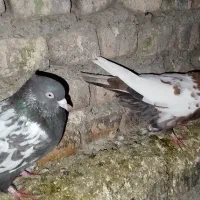 کبوتر|پرنده|سرخنکلاته, |دیوار