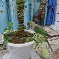 سلام شاه طوطی نر گم شده مژدگانی بسیار عالی