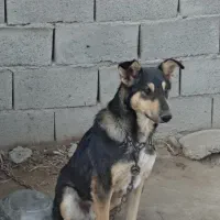 سگ نگهبان ژرمن