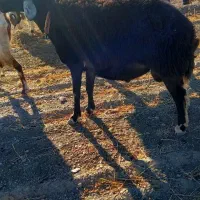 بر قوچ برا گله|حیوانات مزرعه|ملایر, |دیوار