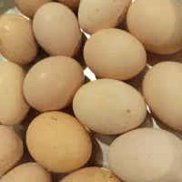 تخم مرغ برهما بلک