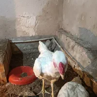 خروس لاری اصیل|حیوانات مزرعه|دلند, |دیوار