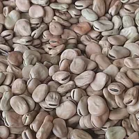 باقلا خشک بذری تمیز .برکت|خدمات باغبانی و درختکاری|بندر ترکمن, |دیوار