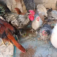 مرغ و خروس|حیوانات مزرعه|ماهدشت, |دیوار