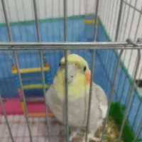 عروس هلندی سخنگو