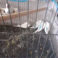 جوجه مرغ عشق|پرنده|فردیس, شهرک شهید حسینی|دیوار