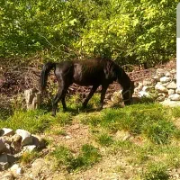 نریان|اسب و تجهیزات اسب‌سواری|یاسوج, |دیوار