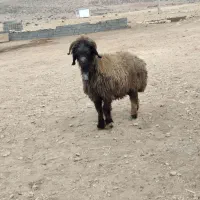 میش دوبر بختیاری|حیوانات مزرعه|شیراز, محمدیه|دیوار