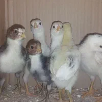 جوجه لاری