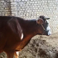 گاو با گوساله|حیوانات مزرعه|زابل, |دیوار