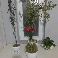 گیاه آپارتمانی