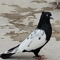 رنگی|پرنده|بندر ماهشهر, |دیوار