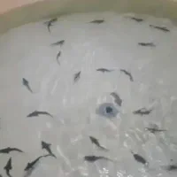 ماهی خاویاری|ماهی|لولمان, |دیوار