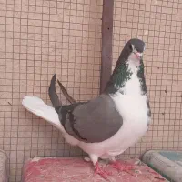 دمگیر.ماده.کبوتر