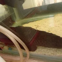 لجن خوار 30سانتی