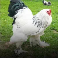 مرغ و خروس محلی و ارگانیک نژاد دار