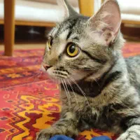 جویای کار فیلمبرداری