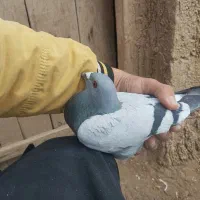 پلاکی مسافتی|پرنده|ملکان, |دیوار