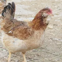 تخم مرغ گلین