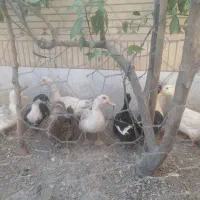 اردک چاق و تخمگزار