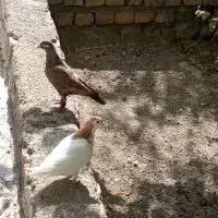 خال زرد|پرنده|شیروان (خراسان), |دیوار