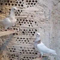 یک جفت کبوتر طوقی نر وماده
