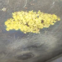 خاویار حلزون|خزنده|قم, ولیعصر|دیوار