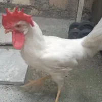 خروس سفید