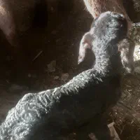 بره شیری دوعدد جفت نر سالم سرحال