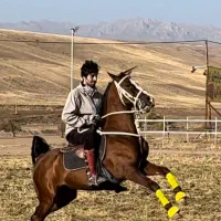 اسب دره شور|اسب و تجهیزات اسب‌سواری|تبریز, |دیوار