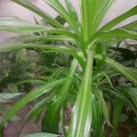 گل سوسن ۷ساله|گل و گیاه طبیعی|یزد, |دیوار