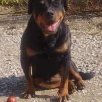 رتوایلرماده نگهبان نژاددار۸تومان