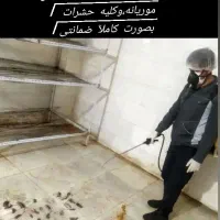 سمپاشی(سم پاشی)سوسک ساس مویانه موش وکلیه حشرات|خدمات نظافت|گرمسار, |دیوار