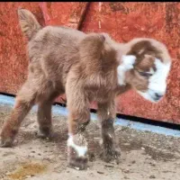 نیاز به کهره شیرخوار