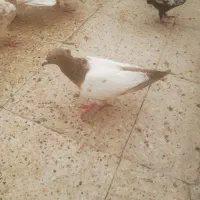 کفتر رنگه|پرنده|مشهد, خرمشهر|دیوار
