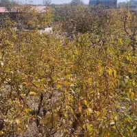 باغچه|فروش زمین و ملک کلنگی|رباط‌کریم, انجم آباد|دیوار