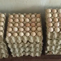تخم مرغ محلی نطفه دار