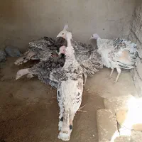 بوقلمون|حیوانات مزرعه|کرباسک, |دیوار