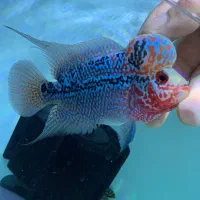 فلاور هورن گرید A