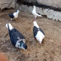 کفتر ساده افشون و گراف ماده|پرنده|مشهد, شهید معقول|دیوار