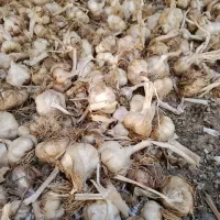 فروش سیر تازه