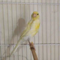 یک عدد قناری ماده لیمویی|پرنده|شیروان (خراسان), |دیوار