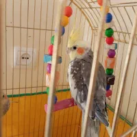 عروس هلندی نر و ماده سخنگو معاوضه با انگشتر|پرنده|بروجرد, |دیوار