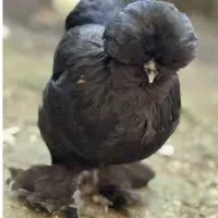 فروش ۴ جوجه ی  بزرگ پا پری وکاکول دار