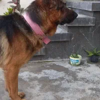 سگ ژرمن اصل|سگ|آستانه اشرفیه, |دیوار