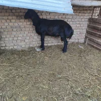بره نر
