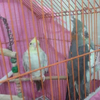 دو عدد عروس هلندی 1200000|پرنده|قائم‌شهر, |دیوار