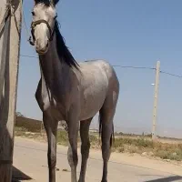 نریان|اسب و تجهیزات اسب‌سواری|قزوین, |دیوار