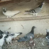 فروش کبوتر|پرنده|اصفهان, خوراسگان|دیوار