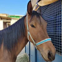 اسب مادیون ایرانی|اسب و تجهیزات اسب‌سواری|مشهد, کوثر|دیوار